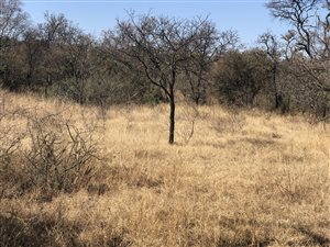 13 ha Farm in Klipkop