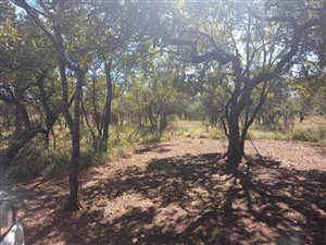 22 ha Farm in Dinokeng