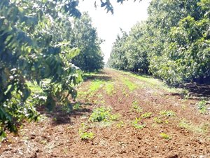 78 ha Farm in Hartswater