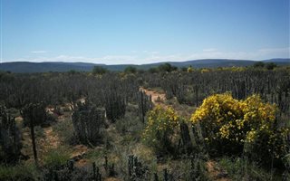 841 ha Farm in Jansenville