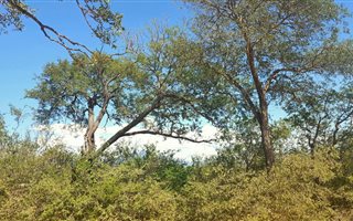 1.2 ha Land available in Raptors View Wildlife Estate