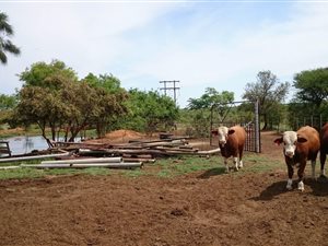 135 ha Farm in Bultfontein