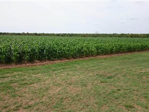135 ha Farm in Bultfontein
