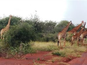 5 m² Land available in Northam