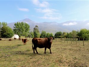 1222 m² Land available in Greyton