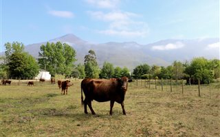 1222 m² Land available in Greyton