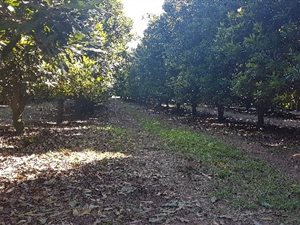 112 ha Farm in White River