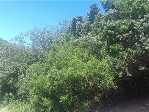 1048 m² Land available in Seafield