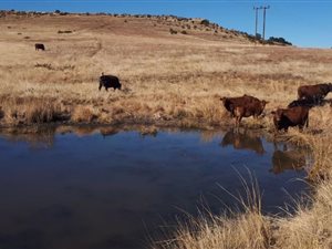 551.2 ha Farm in Harrismith