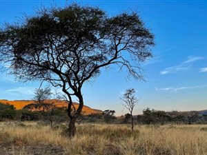 31.7 ha Land available in Hilton