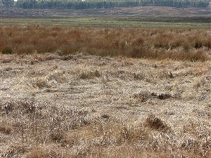 2855 m² Land available in Belfast