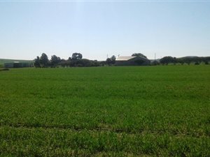 12.4 ha Farm in Moorreesburg