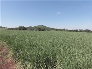 240 ha Farm in Malelane