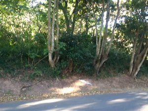 1121 m² Land available in Anerley