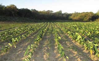 92 ha Farmland in Mandini