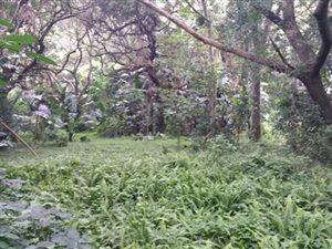 3009 m² Land available in Pumula