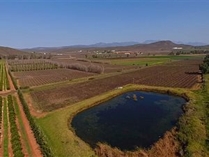13 ha Farm in Bonnievale