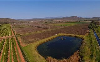 13.1 ha Commercial Farm in Bonnievale