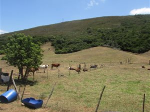 72 ha Farm in Thornhill