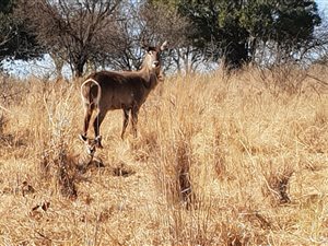 2.5 ha Farm in Krugersdorp Central