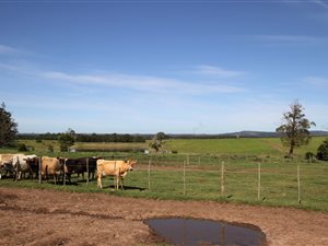 740 ha Farm in Plettenberg Bay Rural