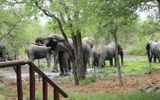 Game Farm in Phalaborwa