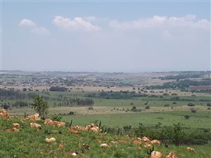 49.5 ha Land available in Hoekplaats