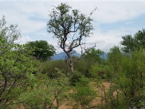 5757 m² Land available in Blyde Wildlife Estate
