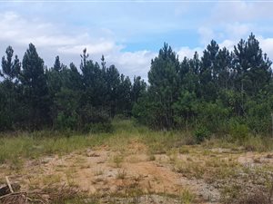 6 ha Farm in Plettenberg Bay