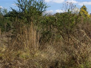 1.5 ha Land available in Willow Park