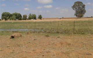 1460 ha in Boshof
