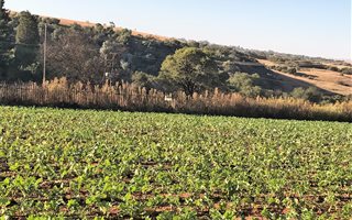 2.6 ha Farm in Tarlton
