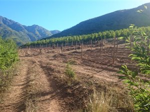301 ha Farm in Robertson
