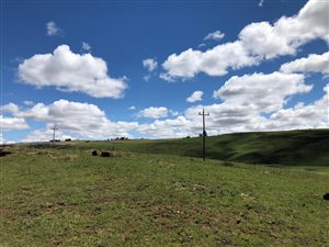 233 ha Land available in Mooi River