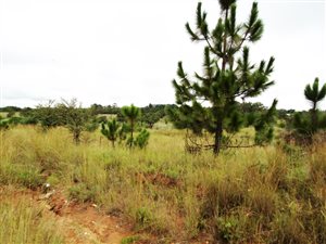5 ha Farm in Rayton