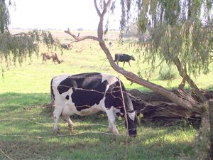 40 ha Farm in Rietfontein