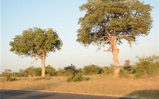 1 ha Land available in Klaserie Private Nature Reserve