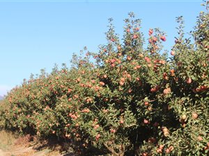 60 ha Farm in Villiersdorp