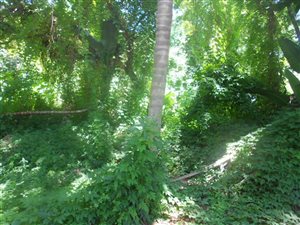 2148 m² Land available in Westville