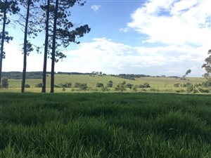 260.4 ha Farm in Carolina