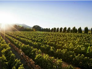 70 ha Farm in Northern Paarl