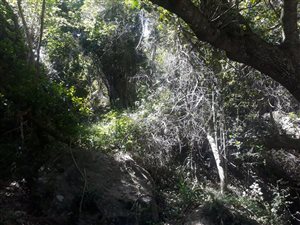 1019 m² Land available in Wilderness