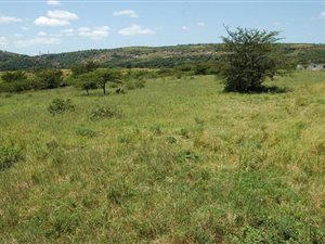 138 ha Farm in Stanger