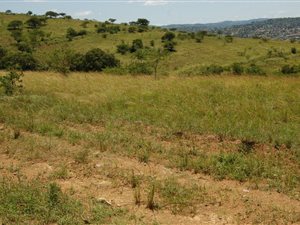 685 ha Farm in Stanger