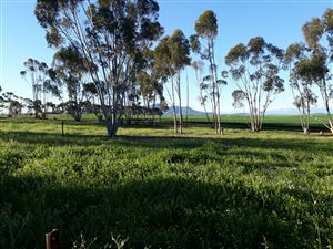 2312 m² Land available in Koringberg
