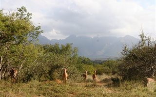 3313 m² Land available in Blyde Wildlife Estate