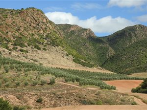 77 ha Farm in Calitzdorp