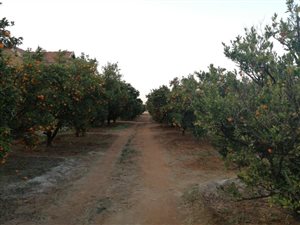 7.9 ha Farm in Mooinooi