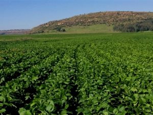 435 ha Farm in Ficksburg