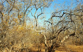 4900 m² Land available in Hoedspruit Wildlife Estate